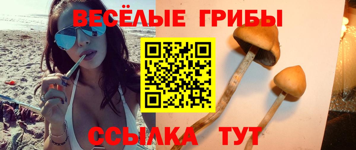 Псилоцибиновые грибы прущие грибы  Вход с VPN  Шатура 